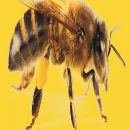 bee #