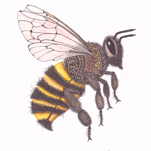Bee and more