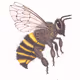 Bee and more