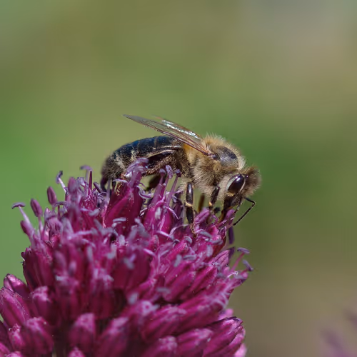Bee at work