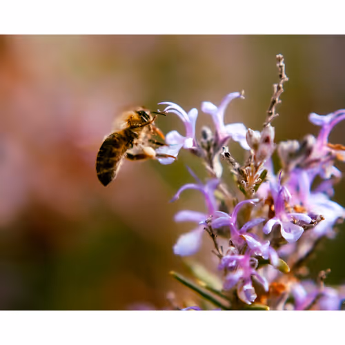 Bee Pretty