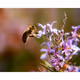Bee Pretty
