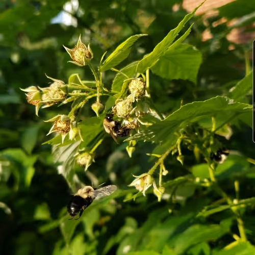 Bee's Pollen Collection