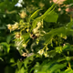 Bee's Pollen Collection