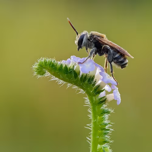 bees and flowers
