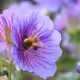 Bees in the Garden - old