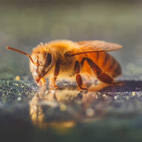 Beeslife