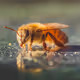 Beeslife