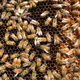 Bee Chain - old