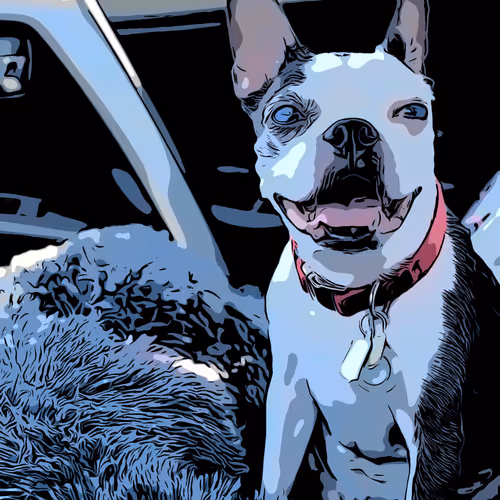 Boston Terrier Bella Bucks