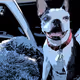 Boston Terrier Bella Bucks