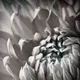 Bella Flora II - old