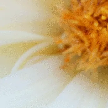 Bella Flora II - old