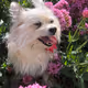 Bella Girl In Flowers