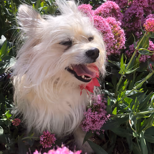 Bella Girl In Flowers