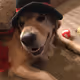 BELLA in a Hat