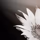 Bella Flora - old