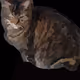 BelovedCats