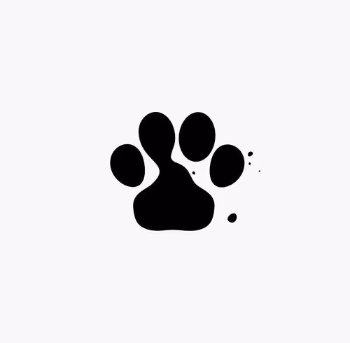 Beloved pet dog - old