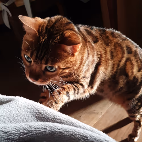 Bengal Cat Beauty