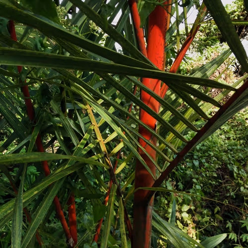 Beside universe - old