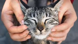 best cats1