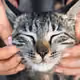 best cats1