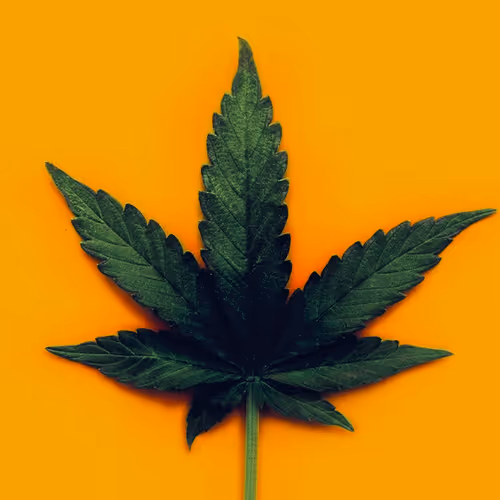 Best weed strain photo - old