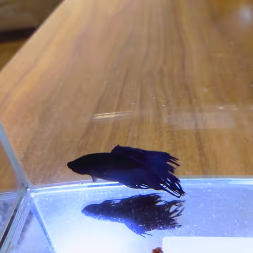 beta fish japan NFT