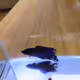 beta fish japan NFT