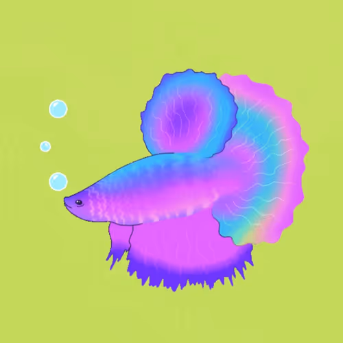 Betta Fish halfmoon