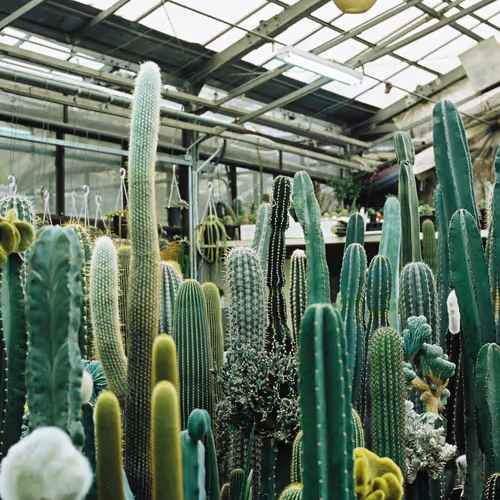 Between analog and digital film