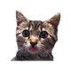 Bibi's Nine Lives