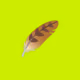 BIBOO FEATHER