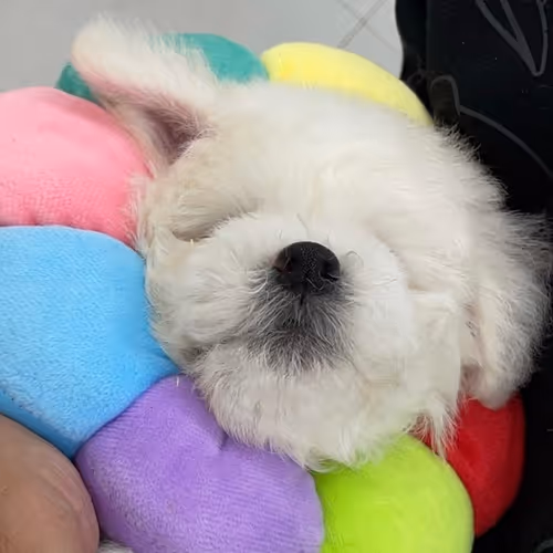 Bichon Everyday