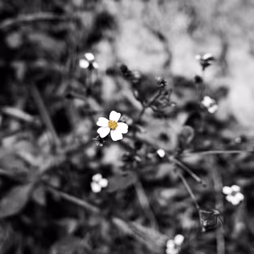 Bidens pilosa L.var .radiata Sch.-Bip. - old