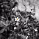 Bidens pilosa L.var .radiata Sch.-Bip. - old