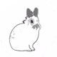 Big-D-RABBIT