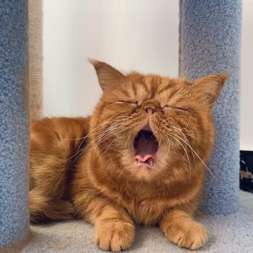 Big Mouth Cat