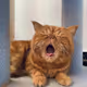 Big Mouth Cat