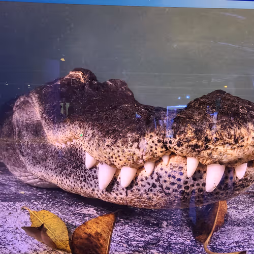 Big teeth