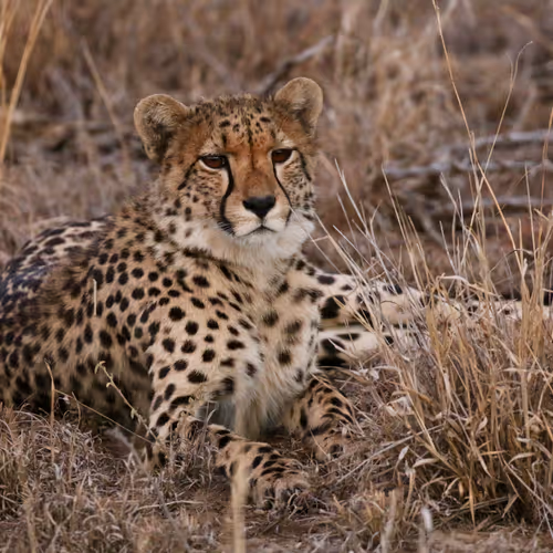 Big Cat Safari