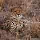Big Cat Safari