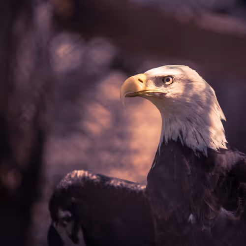 Migration to the Bird App - old