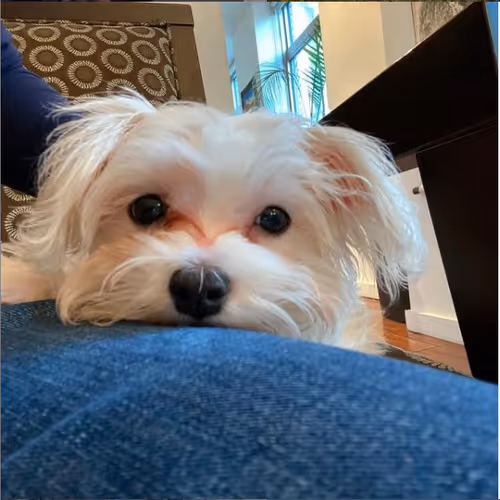 Lux the Maltese