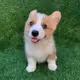 BINU THE CORGI