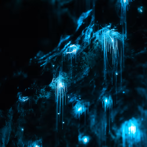 Bioluminescent World