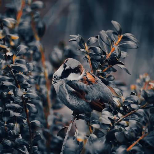 Birbs of NYC