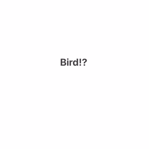 Bird!?