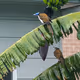 Bird Art V3